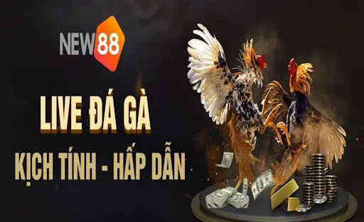 Những trận đấu đá gà kịch tính tại New88 