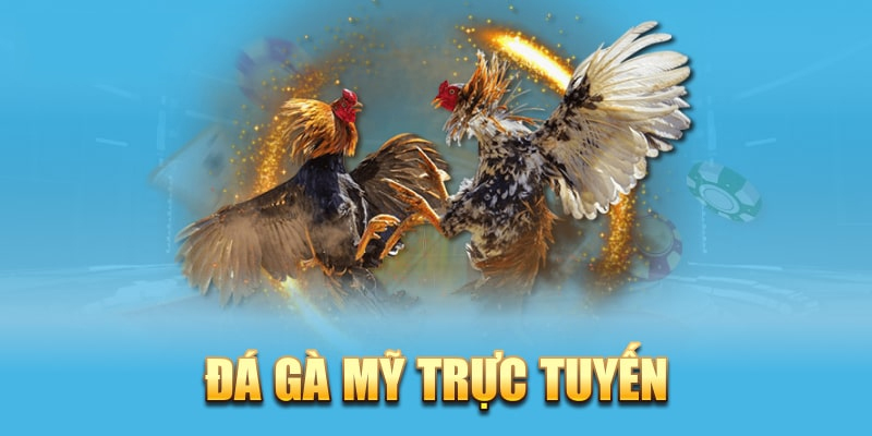 Vài điểm cơ bản trong đá gà Mỹ trực tuyến ra sao?